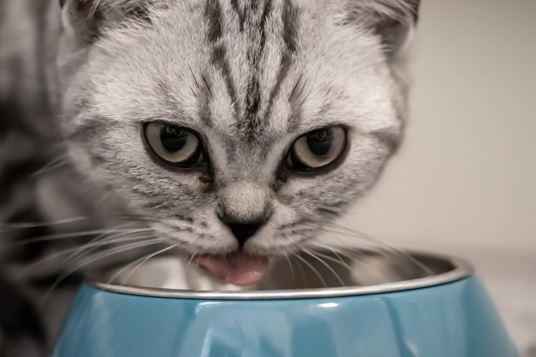 Can You Feed Your Cat Dry Food Only?
