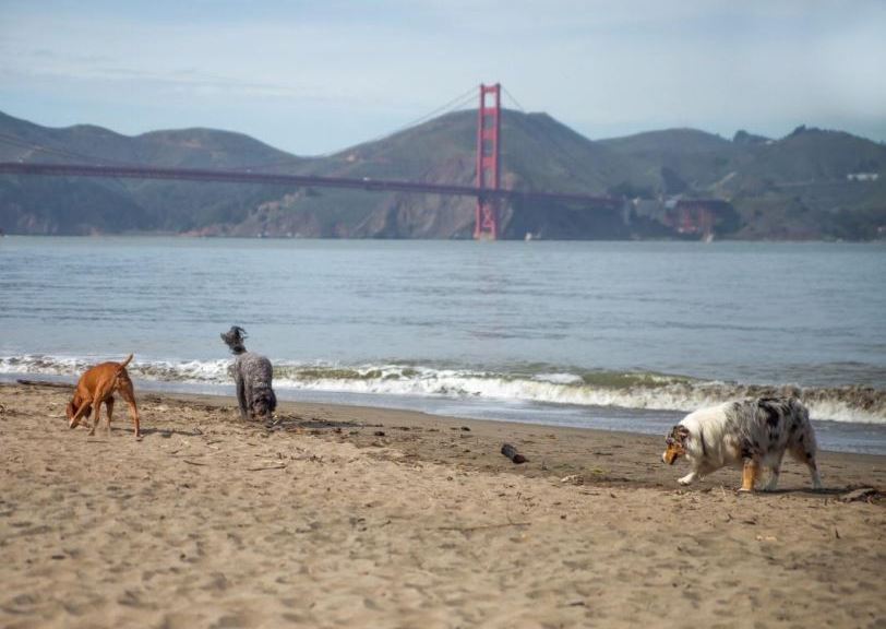 6 Dog-friendly attractions in San Francisco