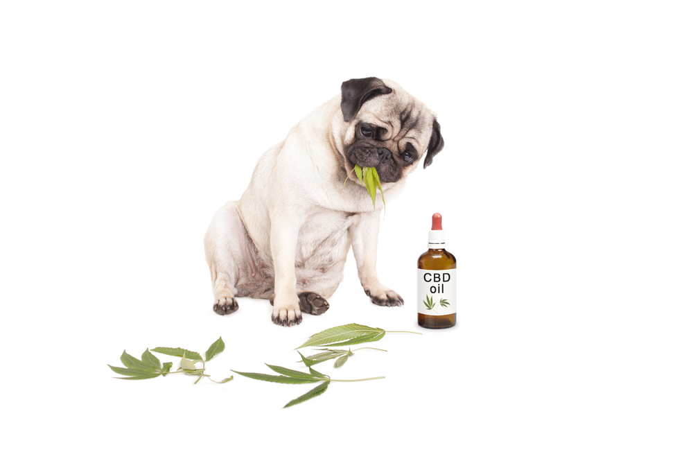 The Best Multivitamins for Your Dog 2