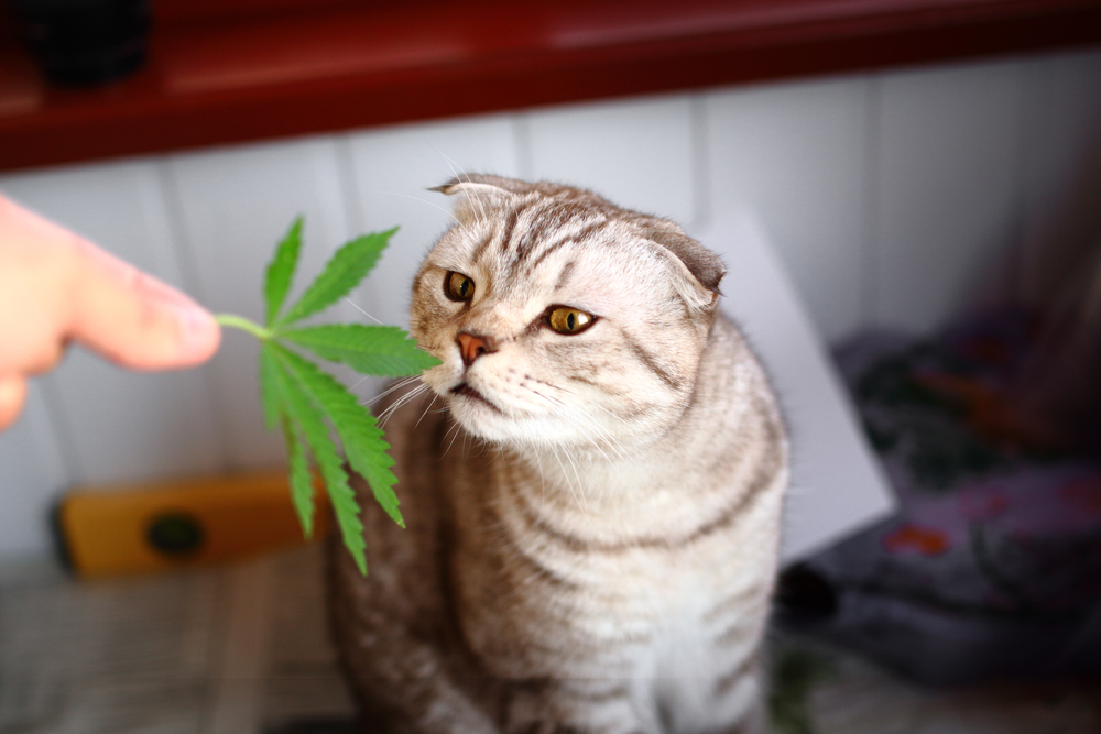 cbd oil