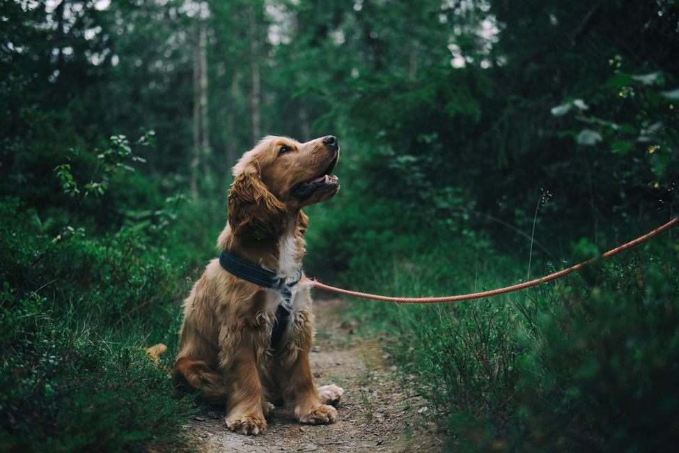 Bow-WOW – Spreading the Word About Your Dog Walking Business 9