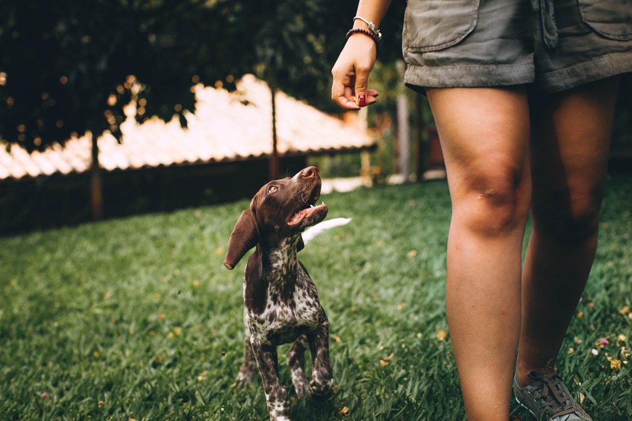 Things to Consider Before Getting a Dog