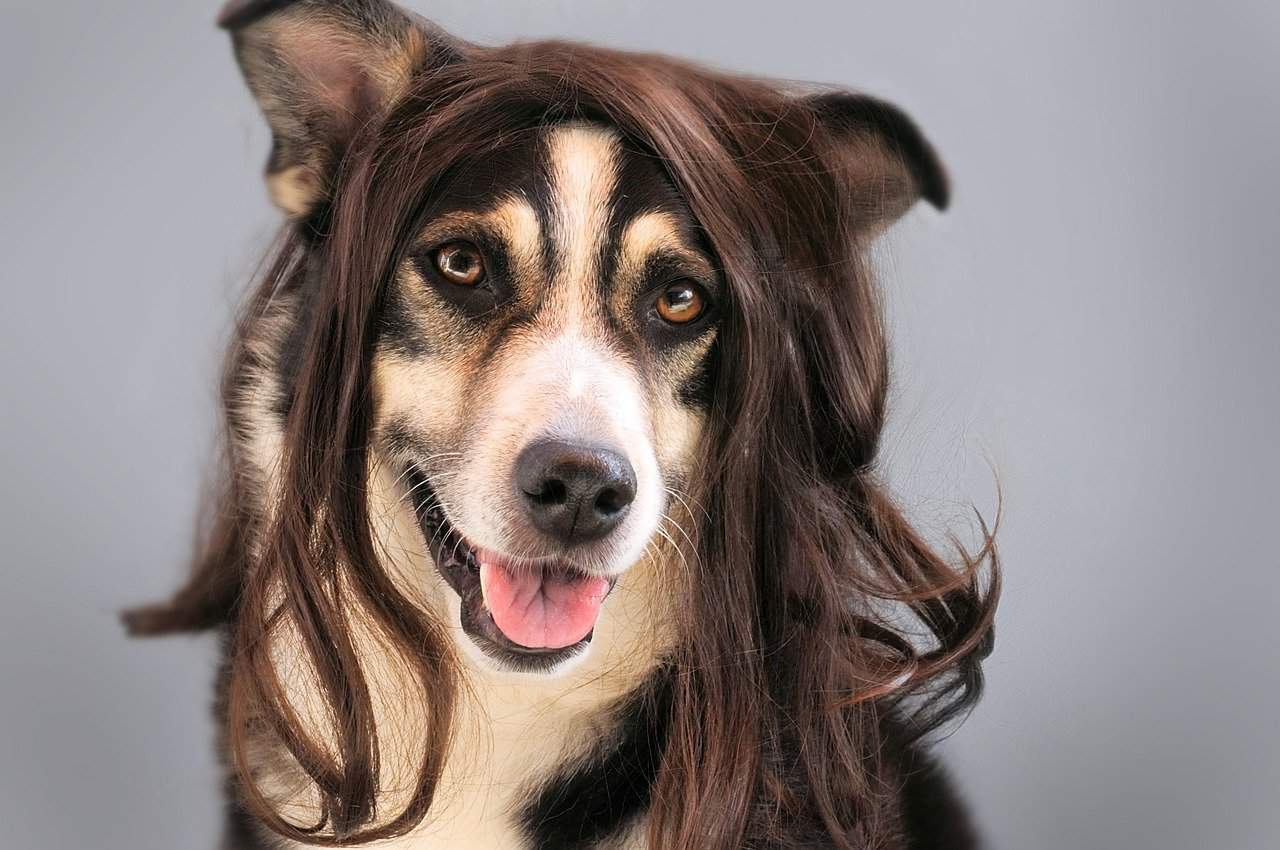 Know-How to Stop Your Dog's Hair Loss? 2