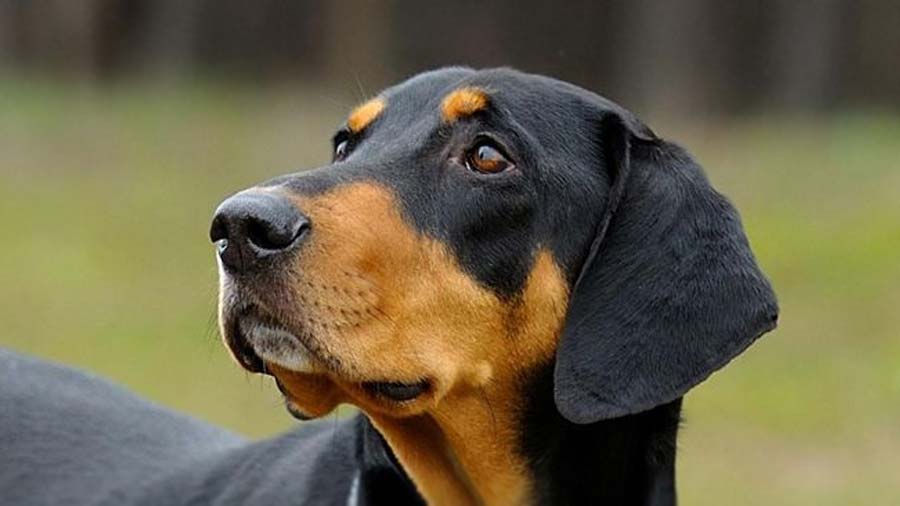 10 Hungarian Dog Breeds and their characteristics 2