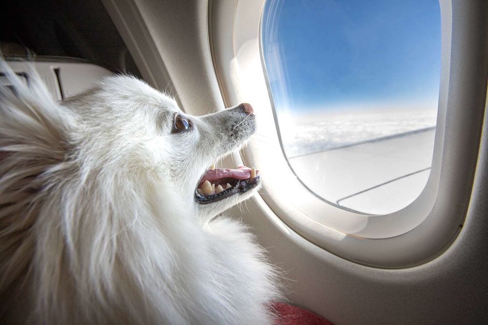 The Top Tips for Traveling With Your Dog