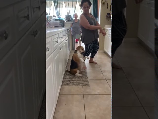 The happy Dog.Dancing Bella