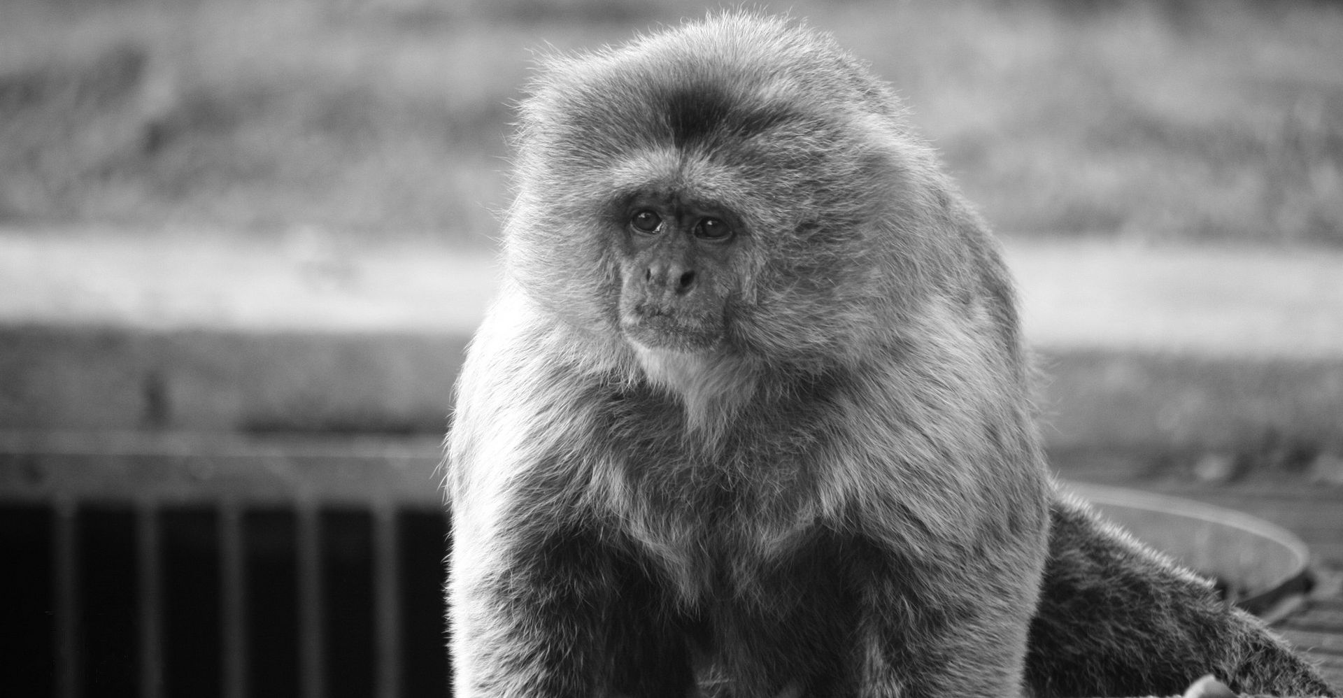 Monkey Naming: 301 Unique ,Funny & Cool Monkey names 3