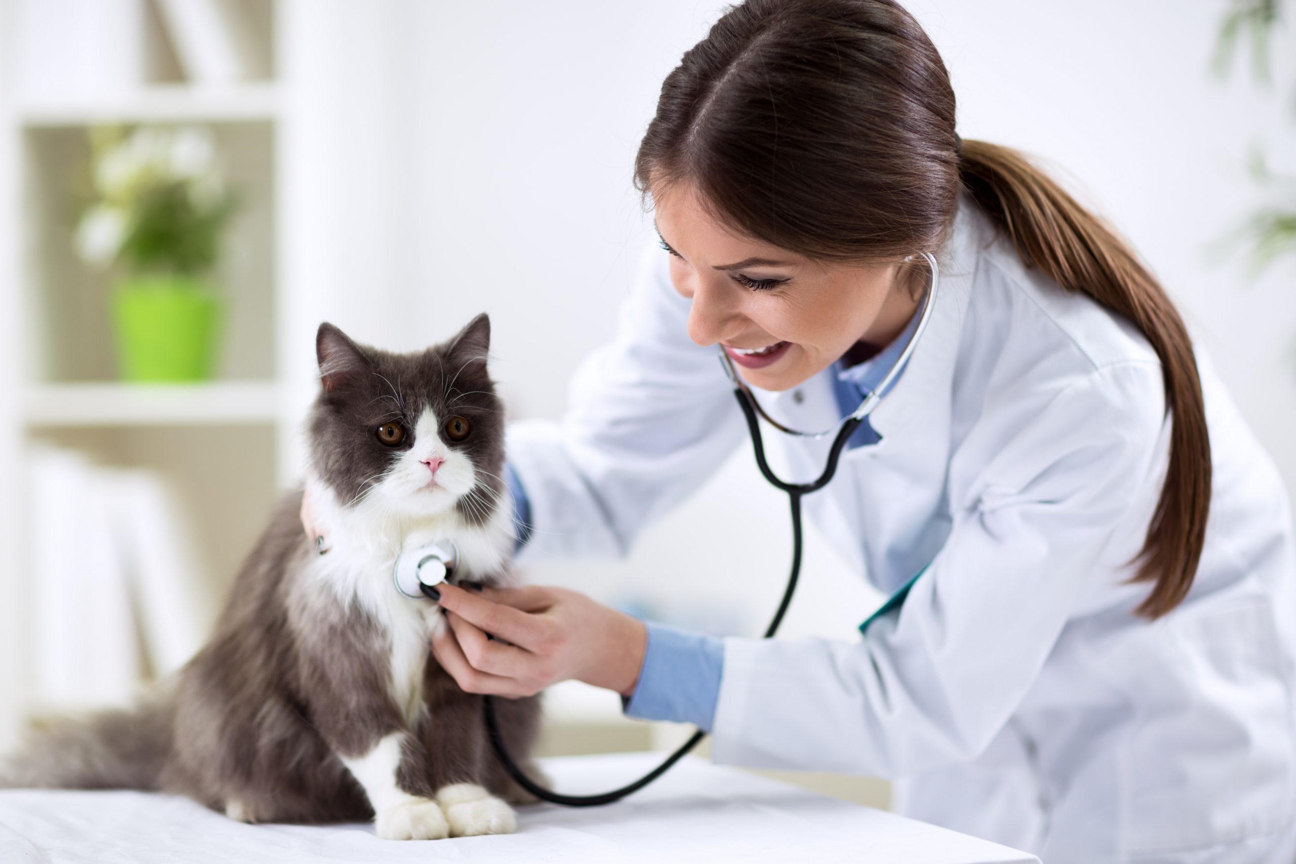 Veterinary Education