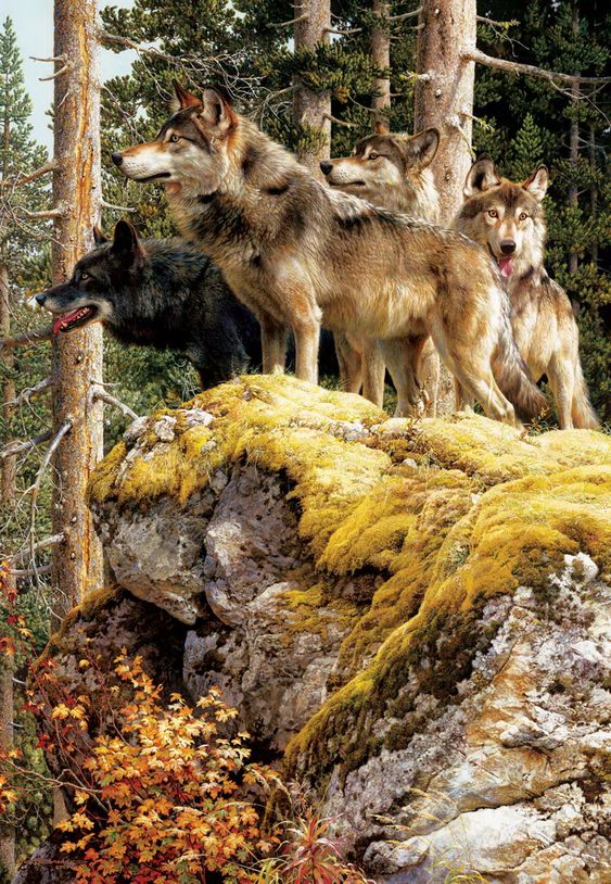 The Top 285+ Boy & Girl Wolf Names 7 The Top 285+ Boy & Girl Wolf Names 7