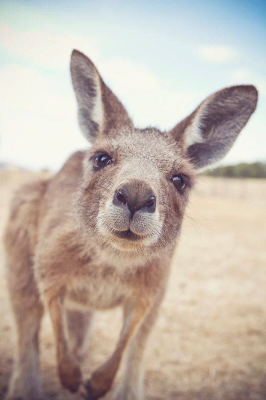 150+ Best Kangaroo Names 