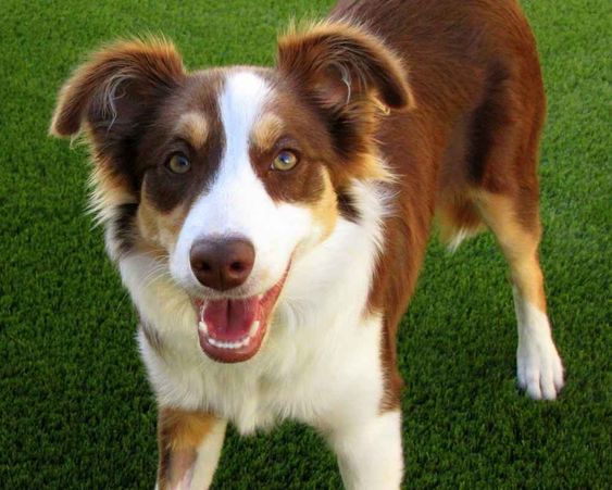 Top 51 Best Dog Breeds and What Make Them the Best! 140