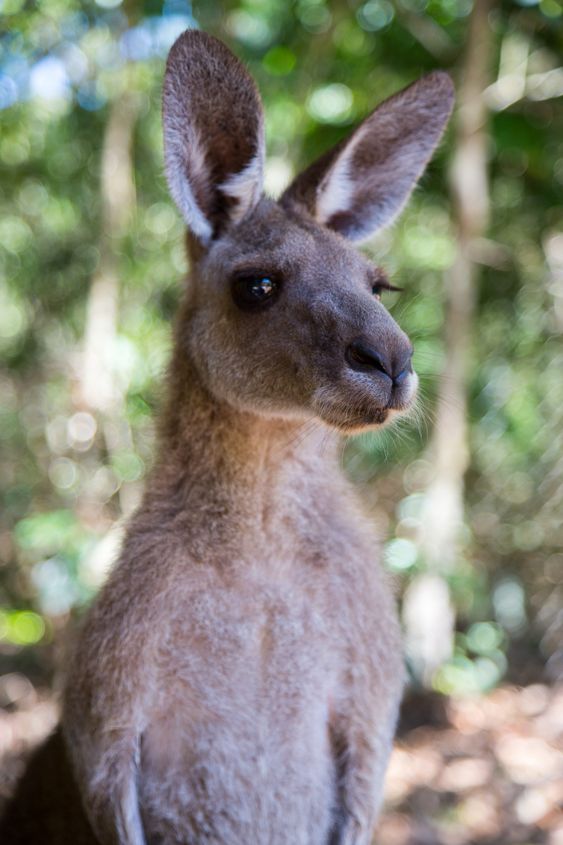150+ Best Kangaroo Names 5
