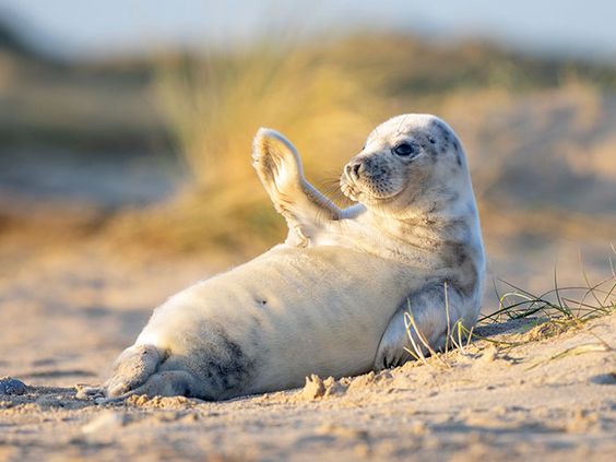Top 100 Most Popular Male And Female Seal Names 6