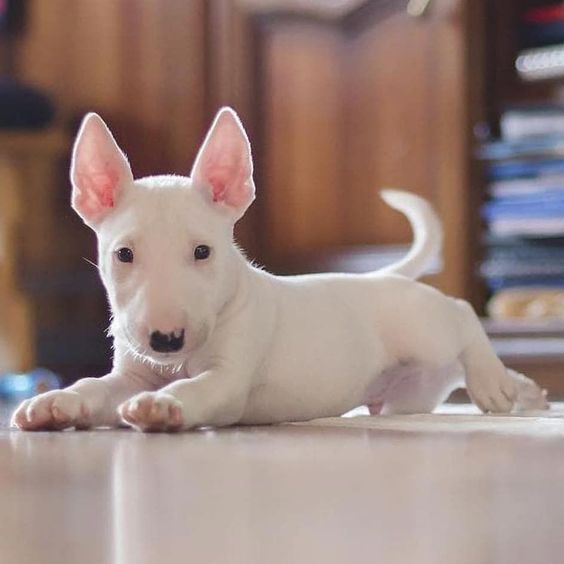 The 170+ Most Popular Bull Terrier Names of the Year 8