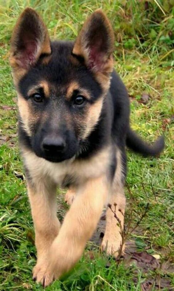 250+ German Shepherd Dog Names - The Ultimate List ...
