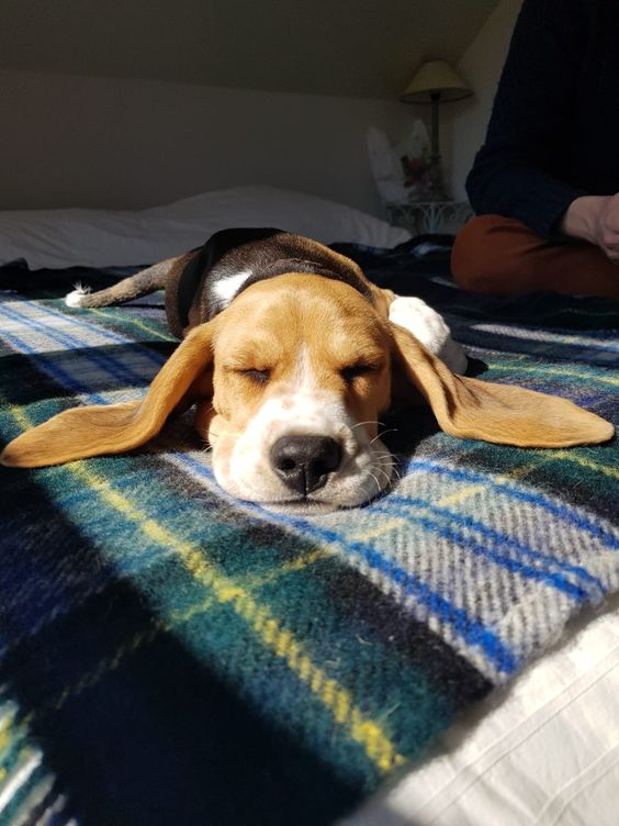 The 250+ Most Popular Beagle Dog Names 10 The 250+ Most Popular Beagle Dog Names 10