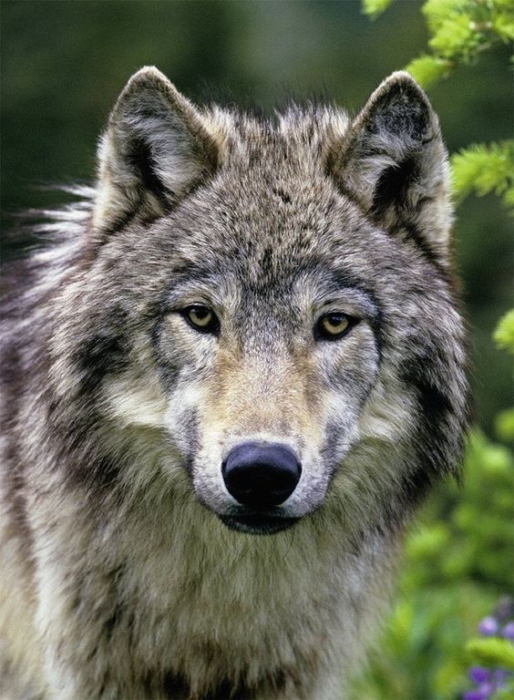 240+ Unique Wolf Names 10 240+ Unique Wolf Names 10