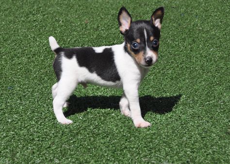 185+ Of The Most Popular Toy Fox Terrier Dog Names 9 185+ Of The Most Popular Toy Fox Terrier Dog Names 9