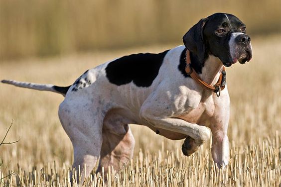 180+ Popular and Cool English Pointer Dog Names 9