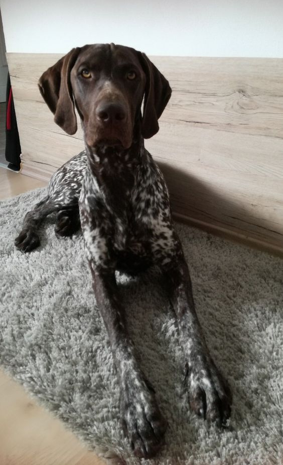 192+ Nice German Shorthaired Pointer Dog Names of 2020 7