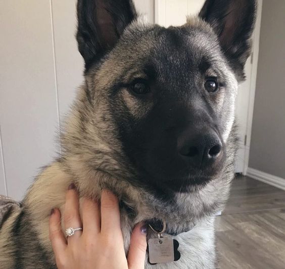 195+ Of The Most Popular Norwegian Elkhound Dog Names 9
