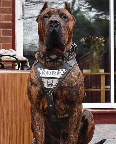 120+ Powerful and Strong Dog Names – Guard Dog Names 7
