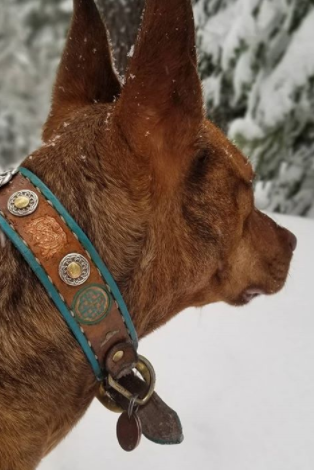 100+ Cool Celtic Dog Names For Your Dogs 7