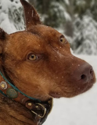 100+ Cool Celtic Dog Names For Your Dogs 8