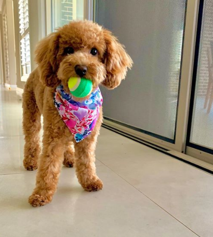 100+ Elegant Girl Dog Names For Your Pups 8