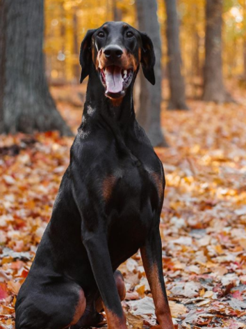 The 30 Most Popular Dog Breeds in America 76