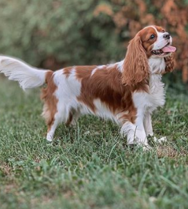 The 30 Most Popular Dog Breeds in America 79