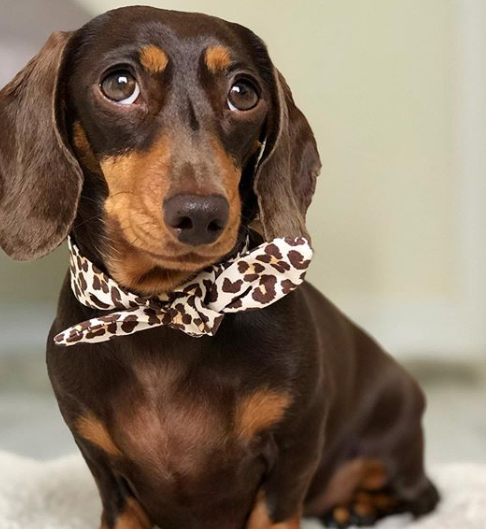 100+ Best Small Dog Names For Girl Puppies 7