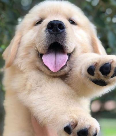 Why is it Good to Have Pets? 10
