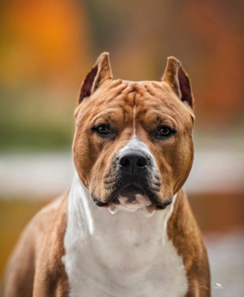 30 The Most Popular Dog Breeds in UK 64