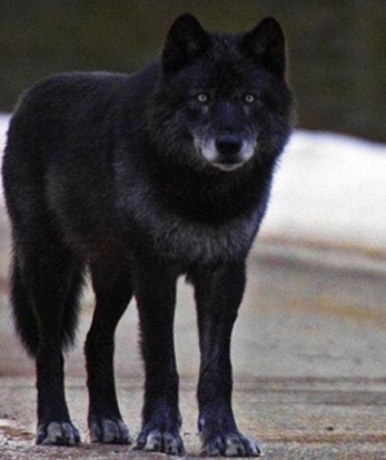 155+ Perfect Wolf Dog Names For Boy And Girl Dogs 2