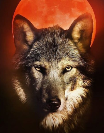Wolf Dog Names