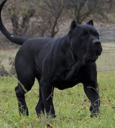 30 The Most Popular Dog Breeds in Nigeria 69