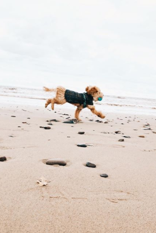 140+ Traditional Boy Scottish Dog Names 7