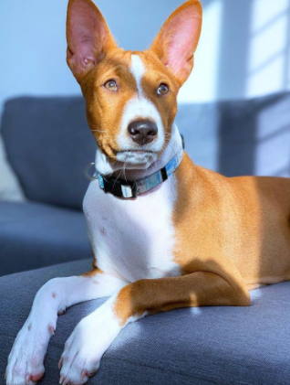 30 The Most Popular Dog Breeds In Nigeria BuzzSharer 30 The Most Popular Dog Breeds In Nigeria BuzzSharer