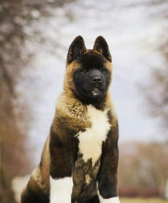 30 The Most Popular Dog Breeds in Nigeria 84