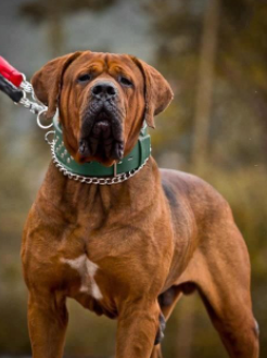 30 The Most Popular Dog Breeds in Nigeria 86