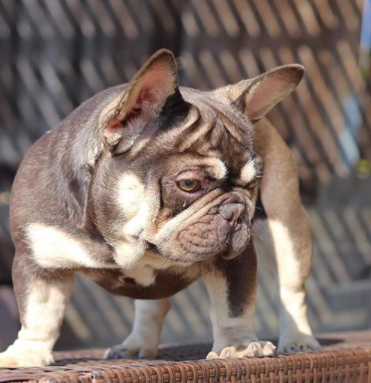 30 The Most Popular Dog Breeds in Nigeria 90