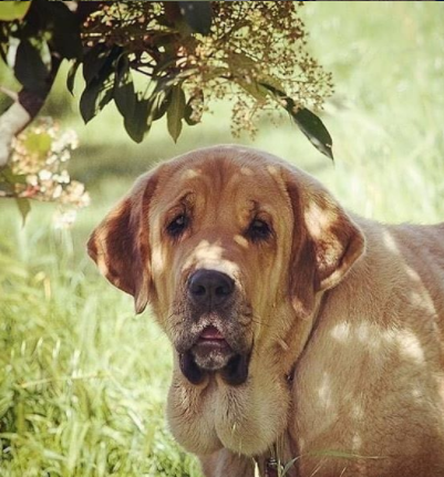 30 The Most Popular Dog Breeds in Spain 67