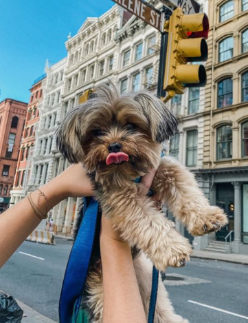 101+ Best City Dog Names 7