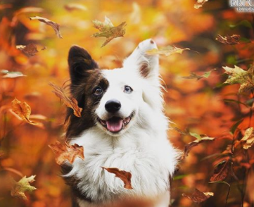 30 The Most Popular Dog Breeds in New Zeland 81 30 The Most Popular Dog Breeds in New Zeland 81