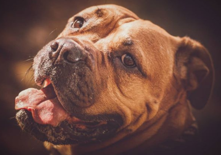 30 The Most Popular Dog Breeds in New Zeland 75