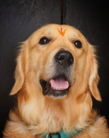 122+ Girl Hindi Dog Names – Perfect Female Dog Names From India 7