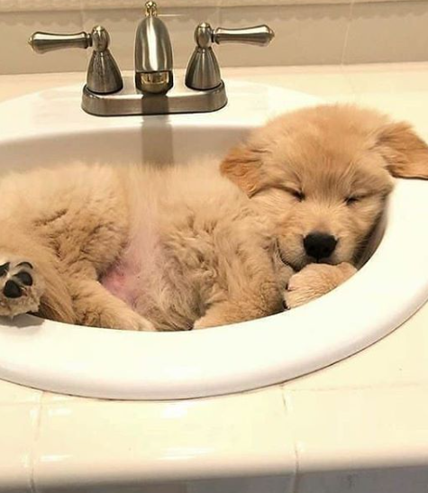 100+ Special Dog Names for Your Dogs 7