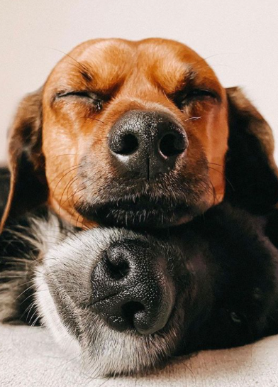 100+ Special Dog Names for Your Dogs 8