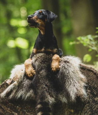 100+ Beautiful Hunting Dog Names For Female Dogs 5